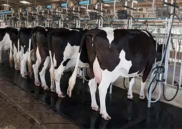 商务部:延长对原产欧盟乳制品反补贴调查期限